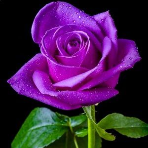 Meet your Posher, Dana